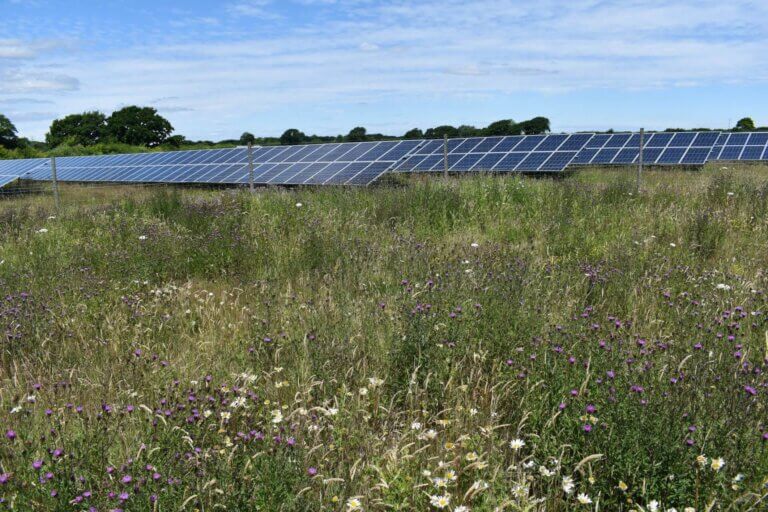 Solar panels in the background, flower meadow in the foreground