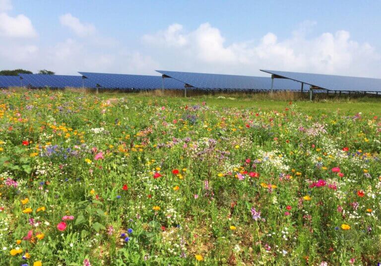 Solar panels in the background, flower meadow in the foreground