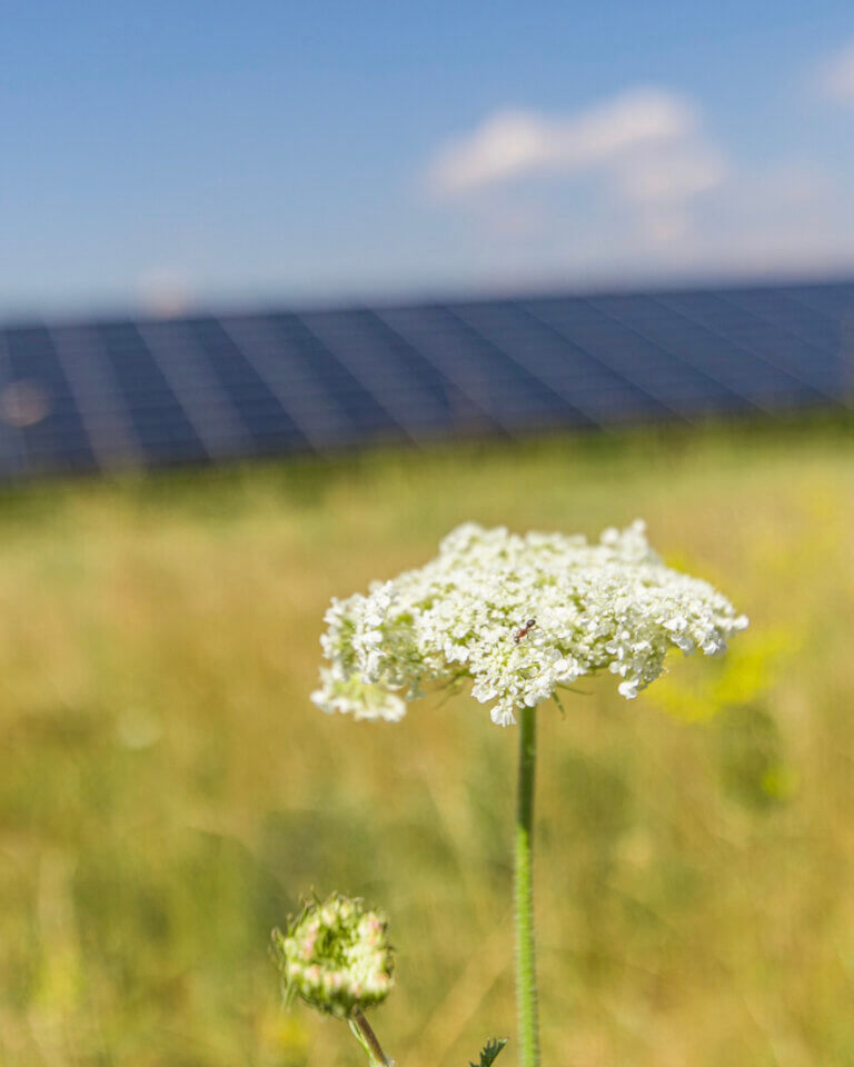 White flower with a small insect on it, solar panels blurred in the background