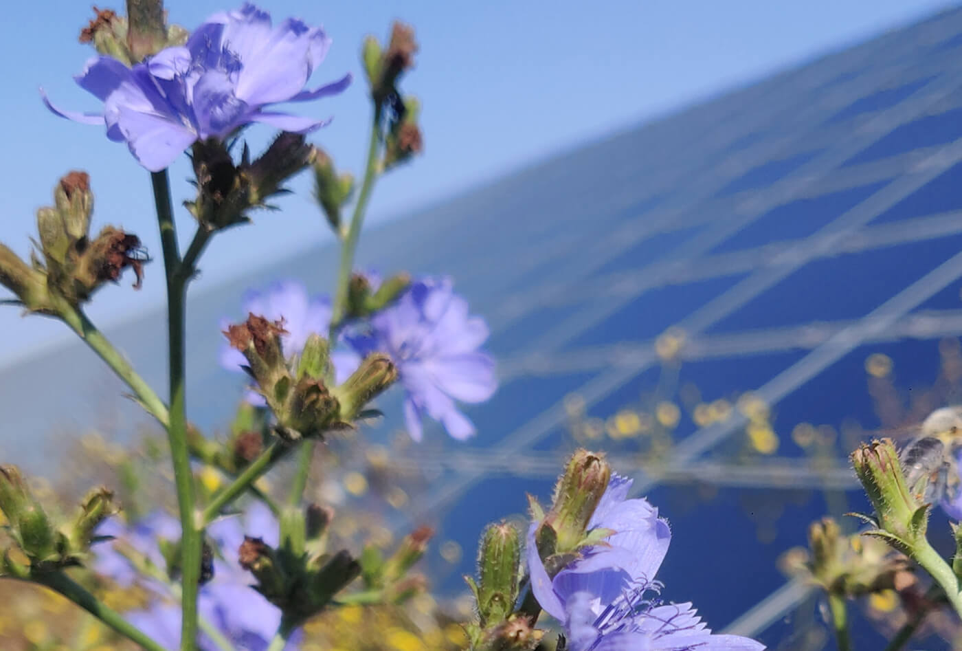 Biodiversity with flowers in the front and solar modules in the background