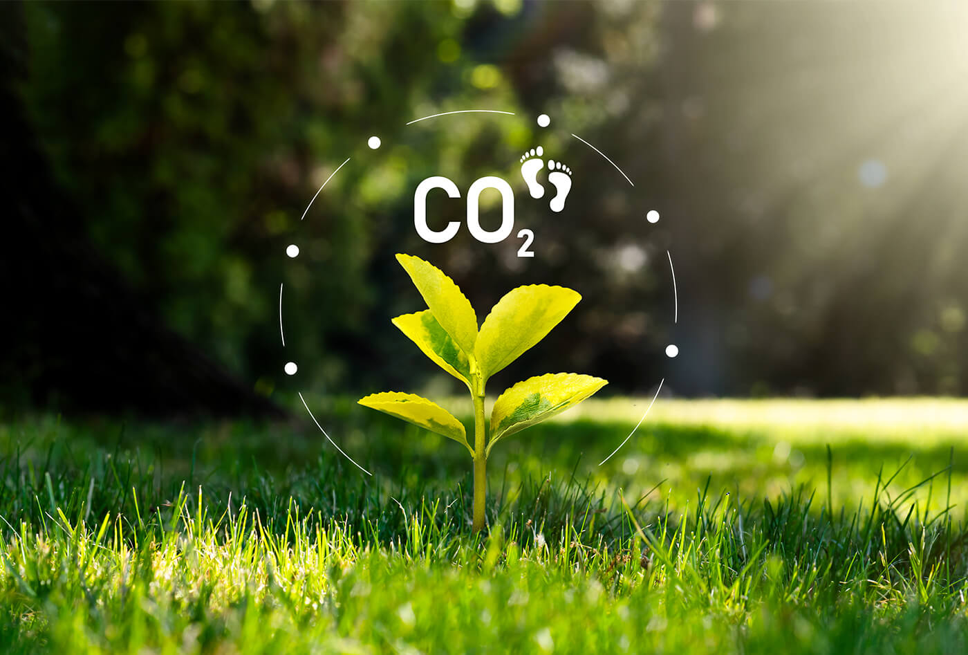 Showing a plant with CO₂ and foodprints above inside a circle