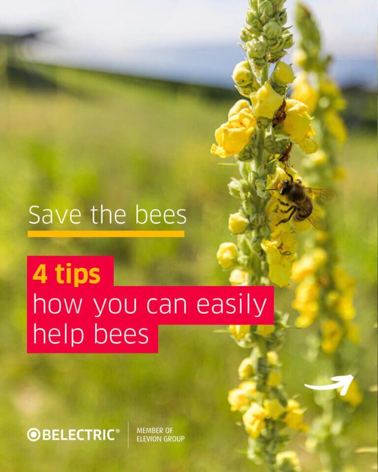 Bee on a flower with a quote 4 tips on how you can easily help bees