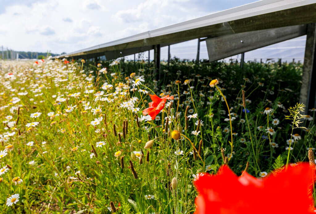 Biodiversity with different flowers in front of module rows of a solar park