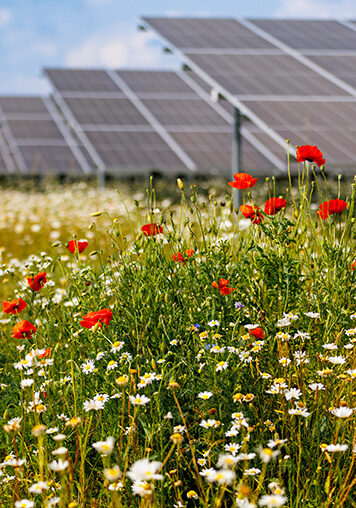 A lot of poppies and daisies in front of a solar farm can be seen.