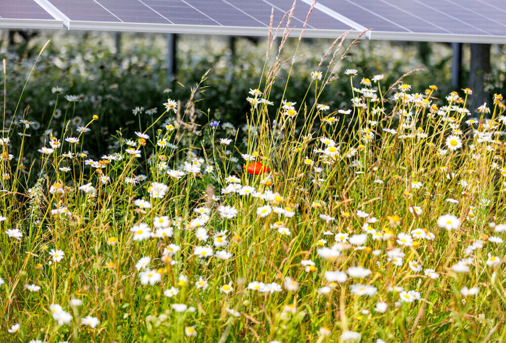 A poppy and lot of daisies, in the background are solar modules.