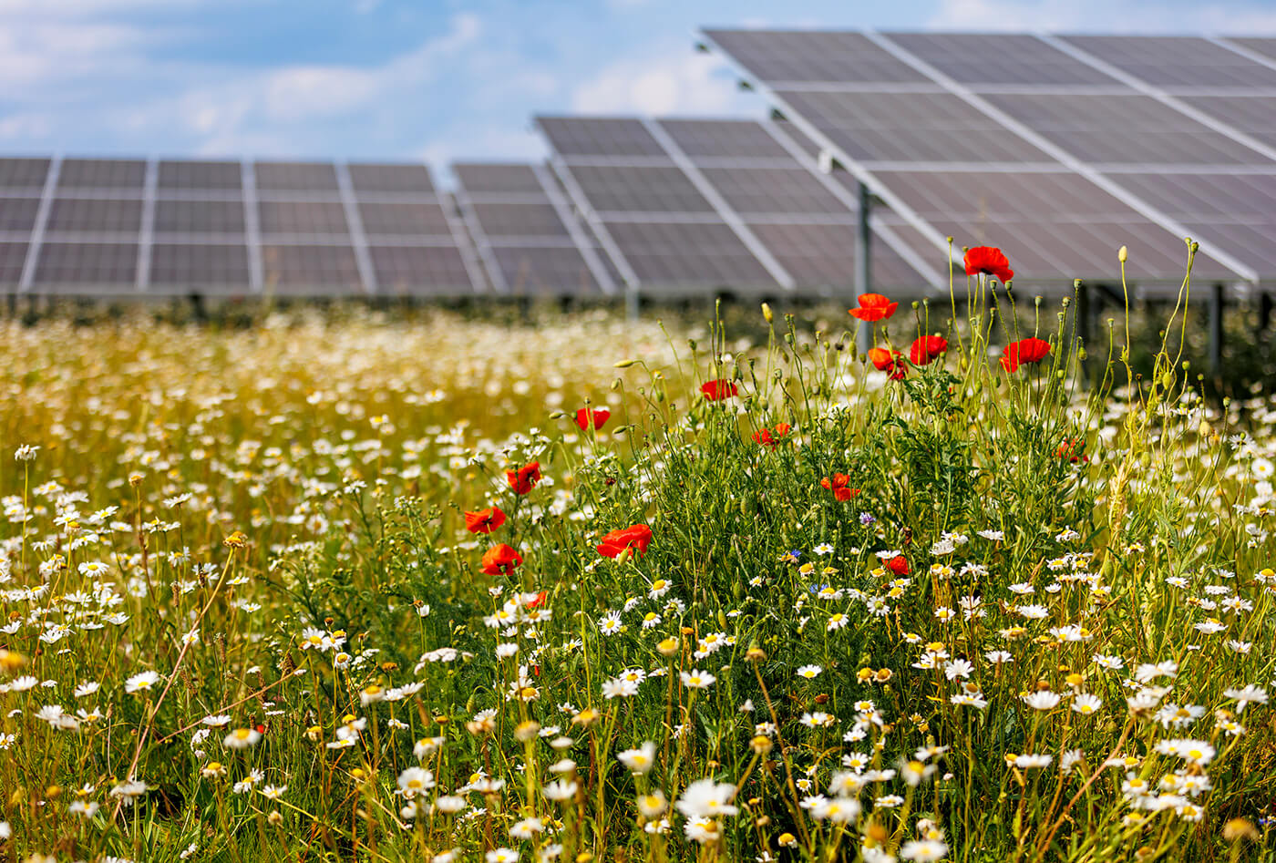 A lot of poppies and daisies and other colorful flowers in front of a solar park. 