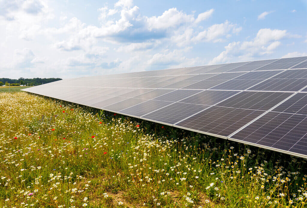 A lot of poppies and daisies and other colorful flowers in front of a solar park.