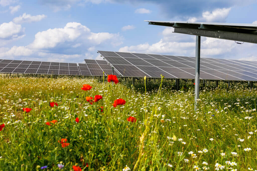 The BELECTRIC solar farm Herleshof create places for biodiversity