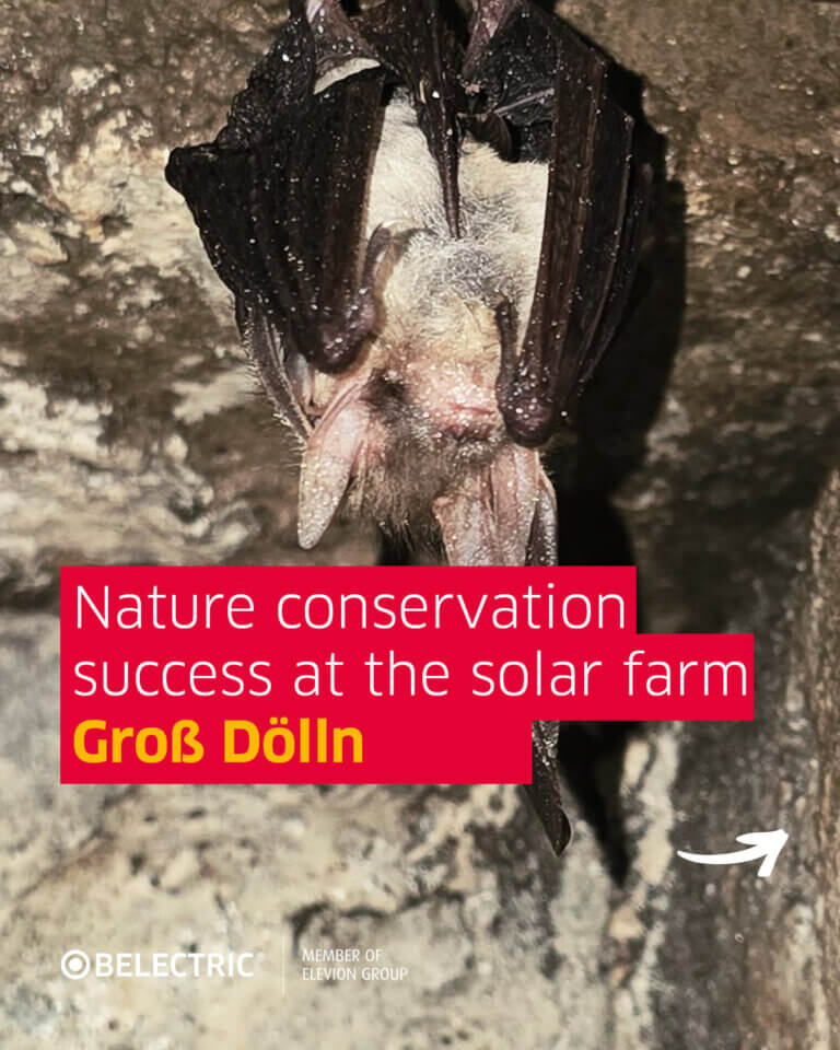 the picture shows a bat hanging down from the ceiling