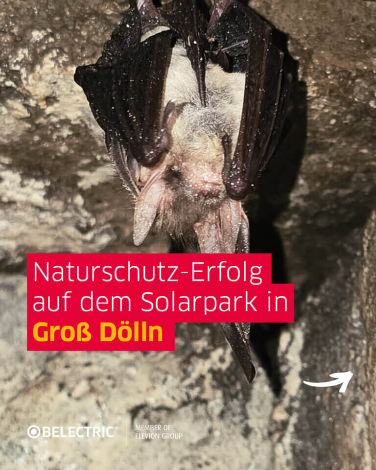 the picture shows a bat hanging down